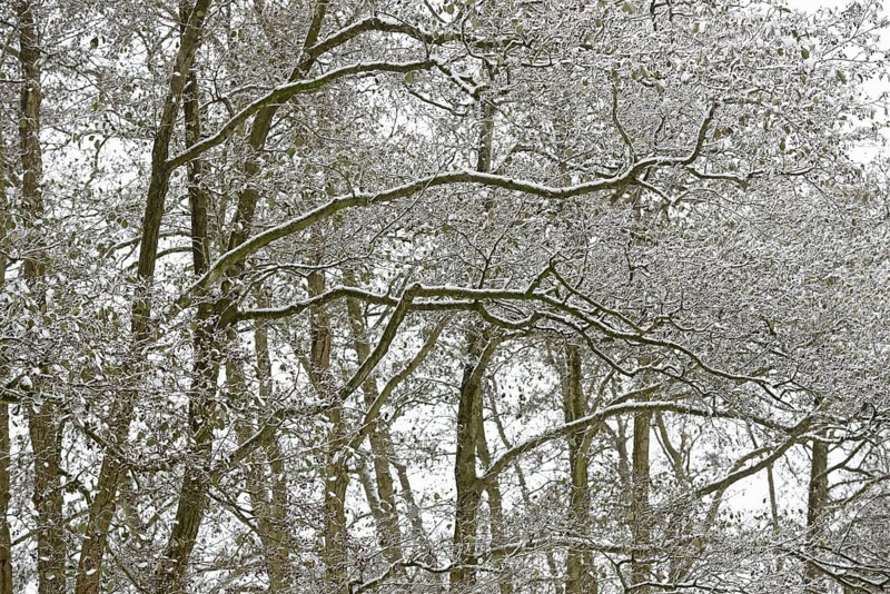 Deciduous trees, alders (Alnus) covered with snow, North Sea, Norddeich, Lower Saxony, Germany