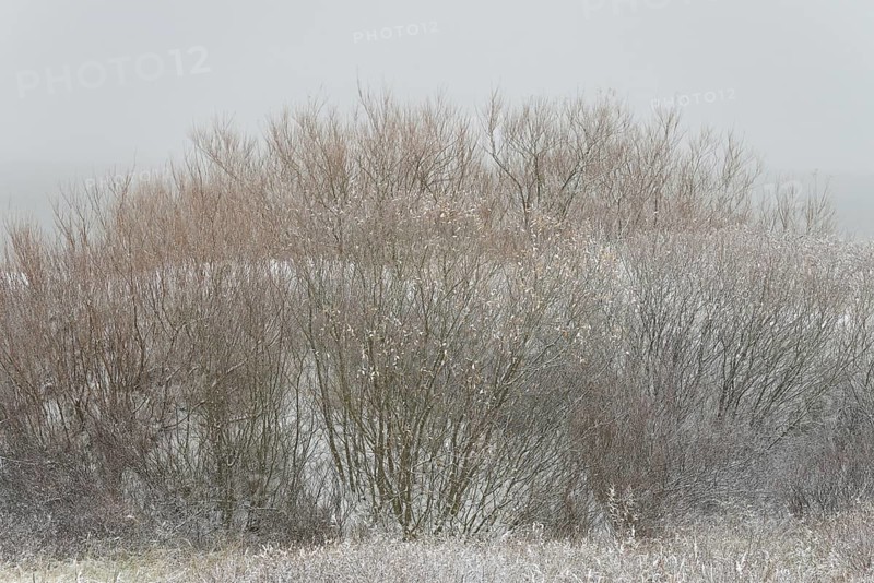 Winter day, onset of winter, snow lies on the bushes in the dune landscape of Norddeich, North Sea, Lower Saxony, Germany