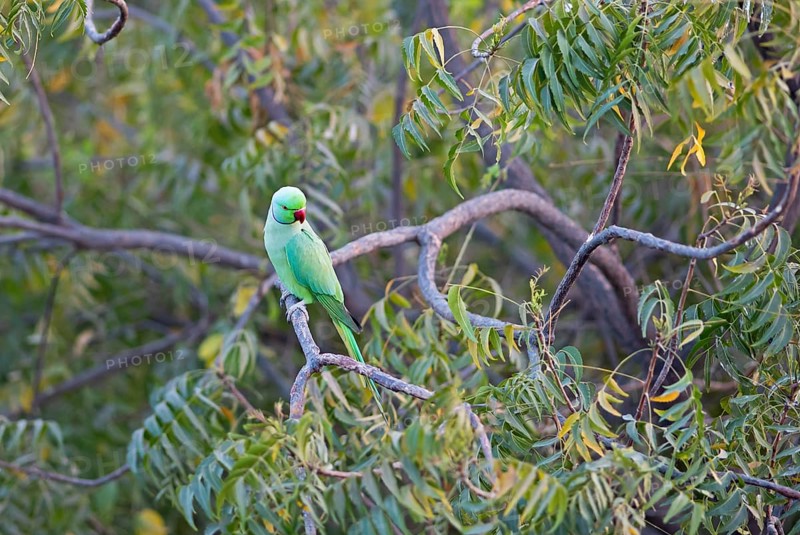 Collared Parakeet (Psittacula krameri), Luni, Rajasthan, India