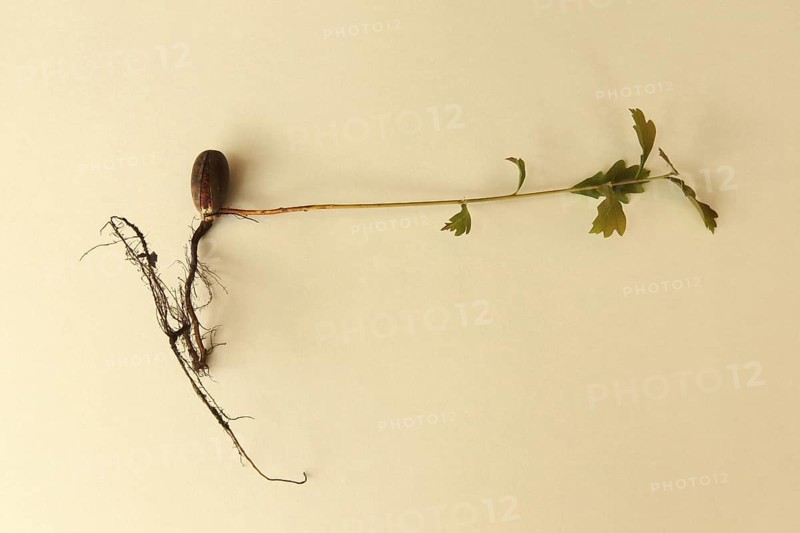 Oak (Quercus) 22cm long oak sapling, oak seedling or oak seedling grows from an acorn, next to fine roots, in front of a light background, Allgäu, Bavaria, Germany, Allgäu, Bavaria, Germany