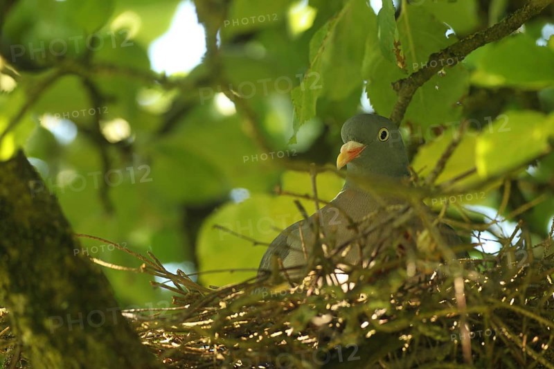 Wood pigeon (Columba palumbus) in a nest in an apple tree, Allgäu, Bavaria, Germany, Allgäu, Bavaria, Germany