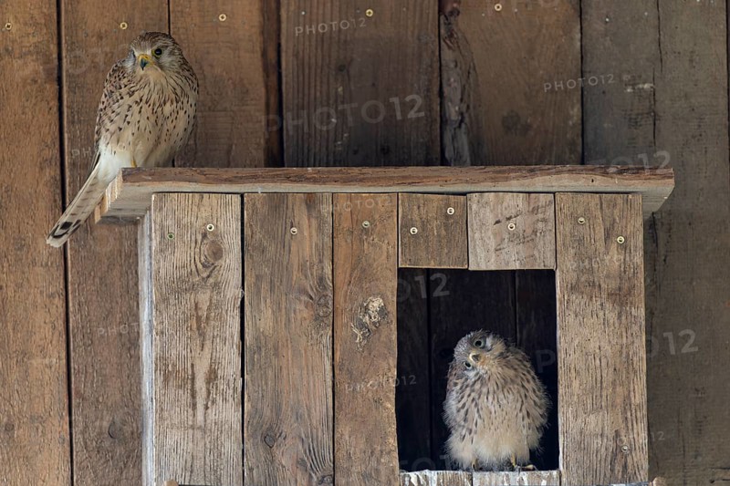 Kestrel (Falco tinnunculus) female and young bird at the incubator, village in Münsterland, North Rhine-Westphalia
