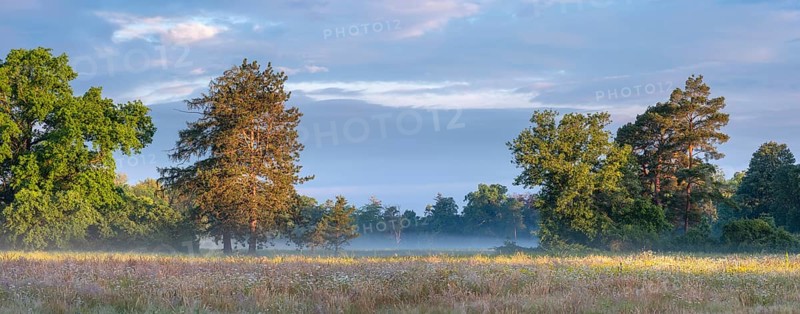 Wildflower meadow in Wörlitz Park with morning mist in the morning light, Garden Kingdom Dessau-Wörlitz, Wörlitz, Saxony-Anhalt, Germany