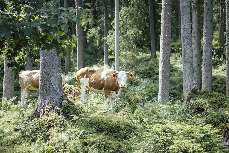 Cows (bovidae), Rauris, Pinzgau, Salzburg, Austria