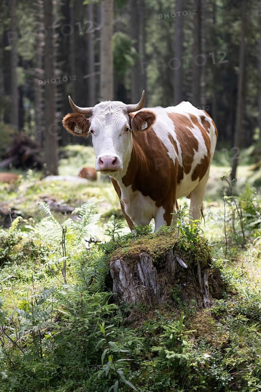 Cow (bovidae), Rauris, Pinzgau, Salzburg, Austria