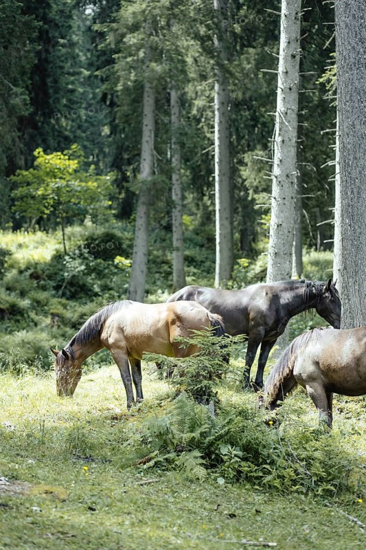 Horses (equus caballus), Rauris, Pinzgau, Salzburg, Austria