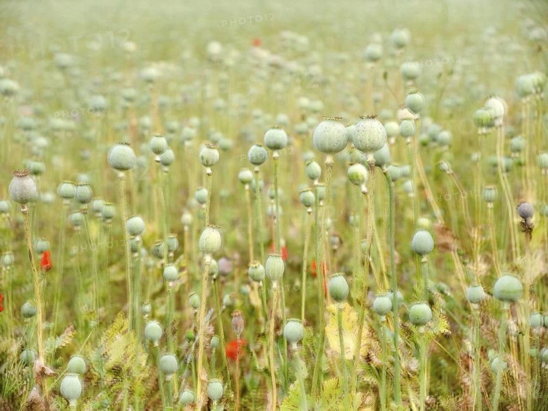 Field with baking poppy, multiple exposure of the capsules, poppy capsule, Saxony-Anhalt, Germany