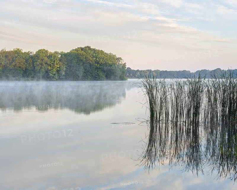 Still lake with reeds in the morning light, morning mist rising, Märkische Schweiz nature park Park, Brandenburg, Germany