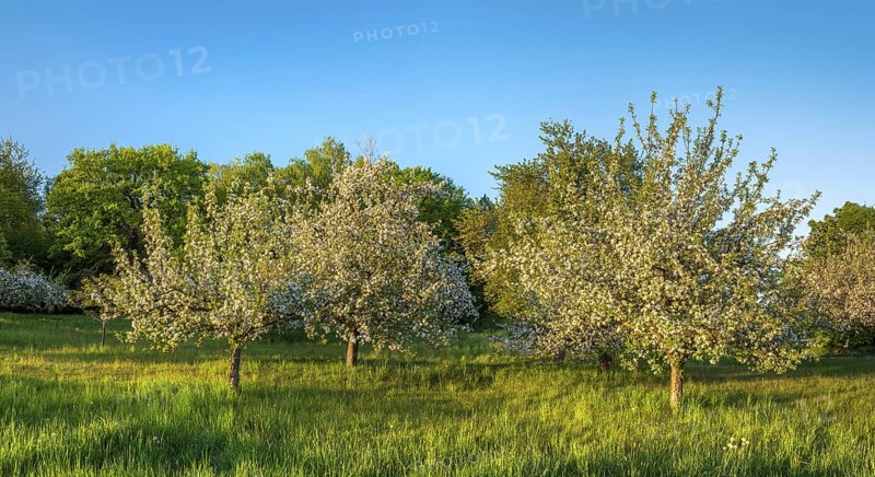 Orchard meadow in spring, green meadow and blossoming apple trees in the evening light, Rhön, Bavaria, Germany
