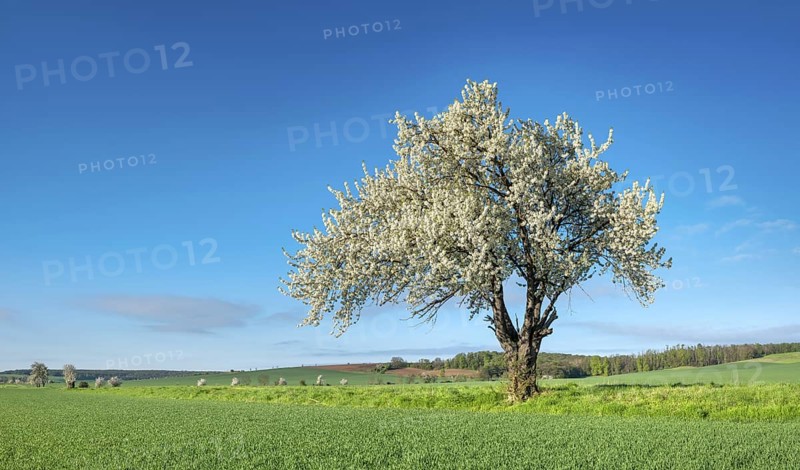 Landscape in spring, green fields and blossoming old large cherry tree, Freyburg, Saxony-Anhalt, Germany