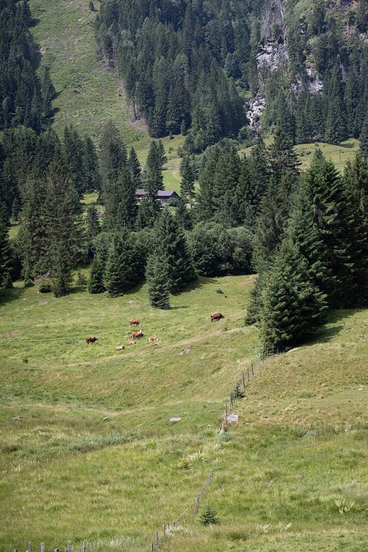 Almweide, Kolb Saigurn, Rauris, Pinzgau, Salzburg, Austria