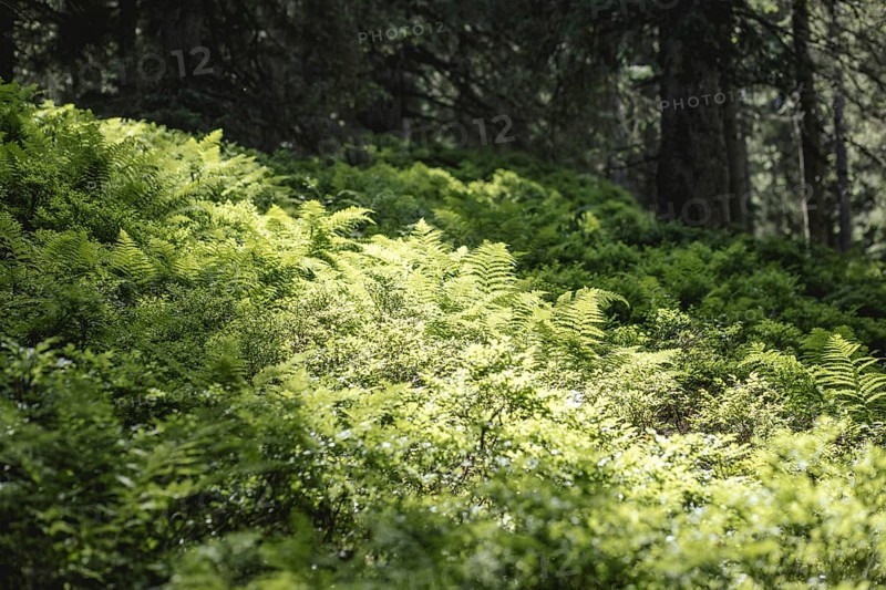 Fern (Polypodiopsida), Rauris primeval forest, Rauris, Pinzgau, Salzburg, Austria