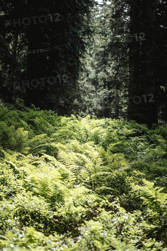 Fern (Polypodiopsida), Rauris primeval forest, Rauris, Pinzgau, Salzburg, Austria