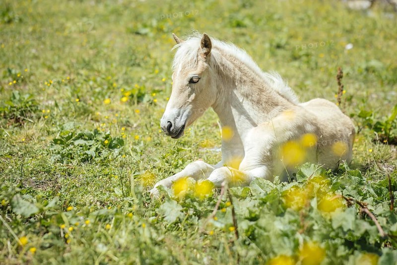 Foal, Rauris, Pinzgau, Salzburg, Austria