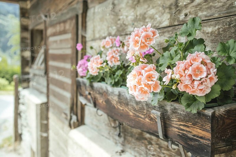 Geraniums on an old farm, Rauris, Pinzgau, Salzburg, Austria