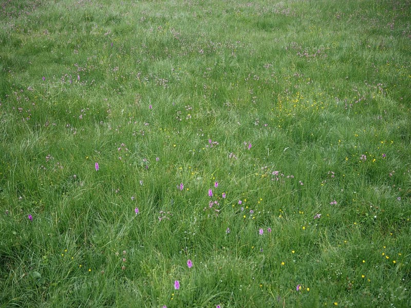 Alpine meadow, Windbachtal, Krimmler Tauern, Pinzgau, Salzburg, Austria