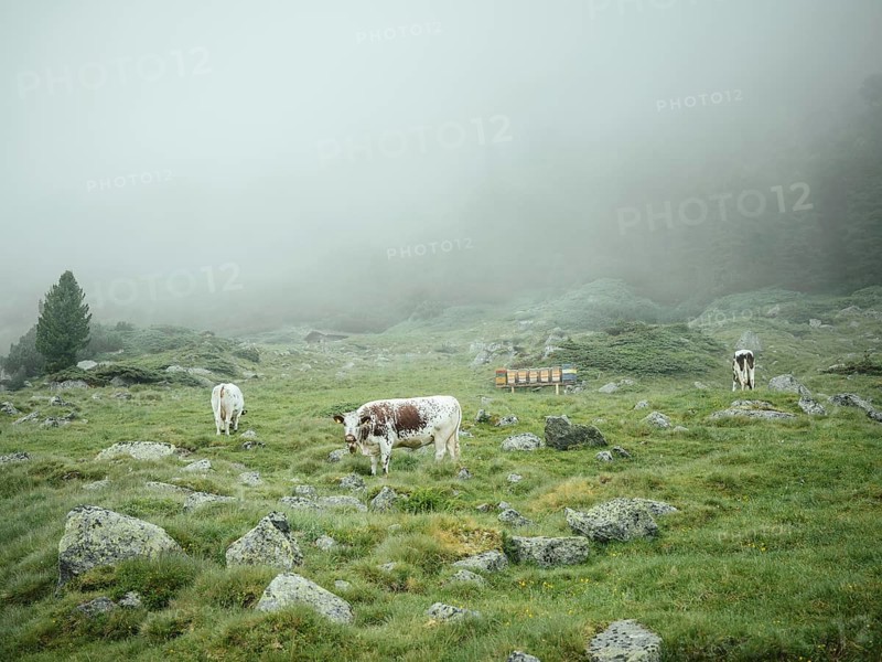 Cows and beehive, Krimmler Tauern, Pinzgau, Salzburg, Austria