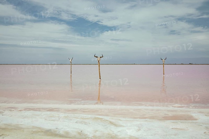 Bull's heads on stakes, saltworks, Salin-de-Giraud, Bouches-du-Rhône, Arles, France