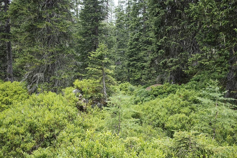 Rauris primeval forest, Kolm Saigurn, Pinzgau, Salzburg, Austria