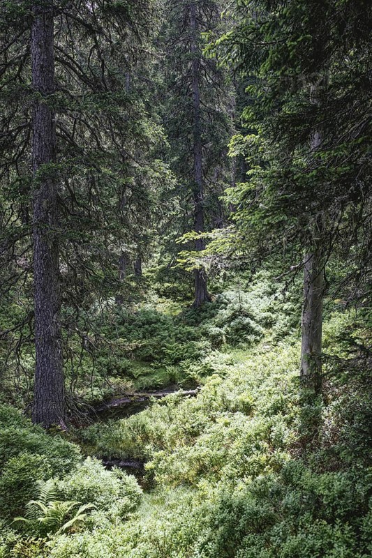 Fern ground (Polypodiopsida), Rauris primeval forest, Kolm Saigurn, Pinzgau, Salzburg, Austria