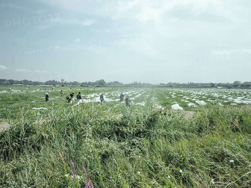 African labourers harvesting crops, Rhone Delta, Arles, Provence, France