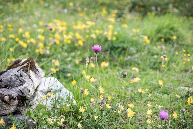 Alpine meadow, Seidlwinkl valley, Rauris, Pinzgau, Salzburg, Austria