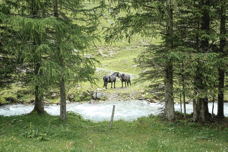 Horses (equus caballus), Seidlwinkl valley, Rauris, Pinzgau, Salzburg, Austria