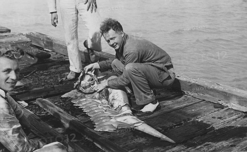 Sport fishing, sport fishermen, fishermen posing with catch, blue shark (Carcharhinus glaucus), pregnant female with many young, cruel, removal of shark bite. ca. 1950