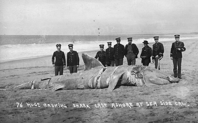 Basking shark (Cetorhinus maximus), soldiers posing on the beach next to the big shark, 1910, California USA