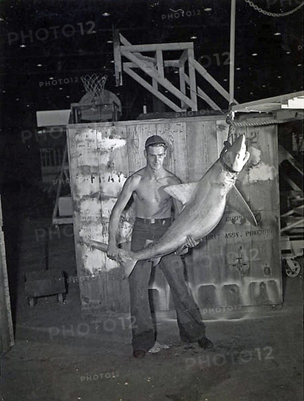 Man posing with shark. Grey reef shark (Carcharhinus amblyrhynchos, 1948
