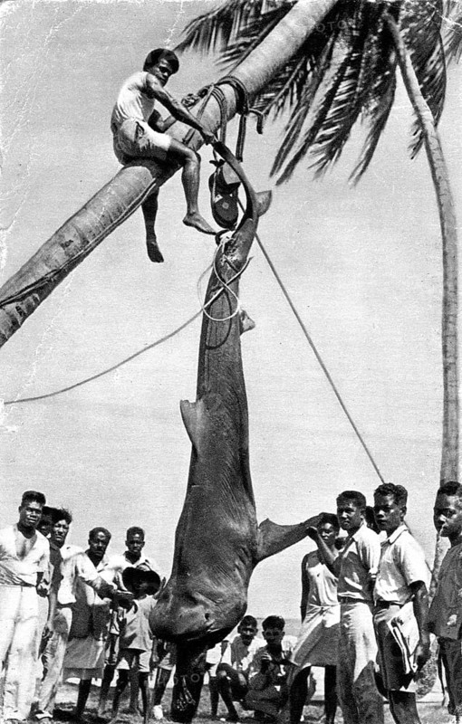 Tiger shark (Galeocerdo cuvier) caught in French Polynesia, ca. 1920, shark was hung up on a palm tree and is surrounded by onlookers. French Polynesia, French overseas territory