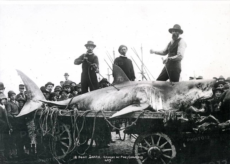Great white shark (Carcharodon carcharias), onlookers pose with the shark, which is laid out on a cart. Port Chalmers, New Zealand, ca. 1900
