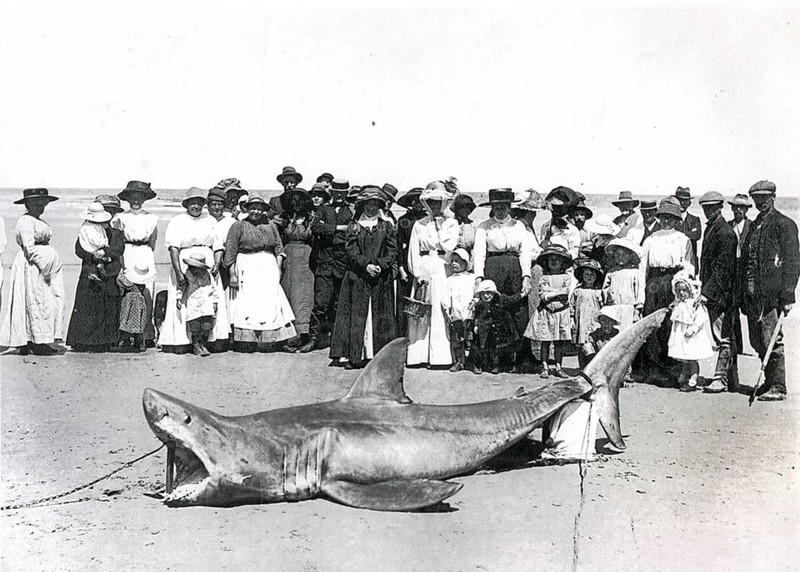Great white shark (Carcharodon carcharias) caught in Adelaide, Australia Adelaide, 1915. Onlookers pose with the shark on the beach