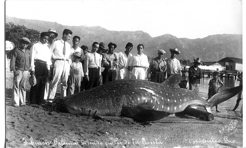 Whale shark (Rhincodon typus), approx. 6 metres long, onlookers pose next to the shark. Acapulco de Juárez, Mexico, 1925