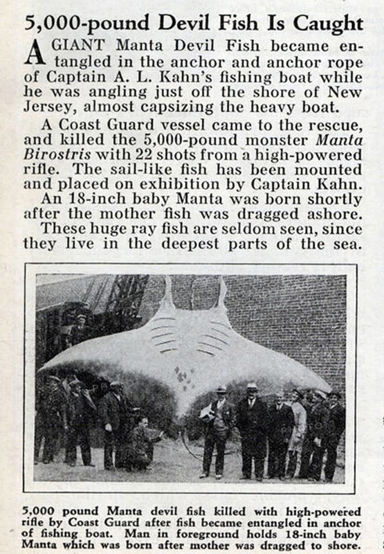 Newspaper report, article, harbour, fishing, onlookers standing in front of a giant manta ray (Mobula birostris), about 7 metres wide, weighing over 2500 kg, USA, ca. 1920