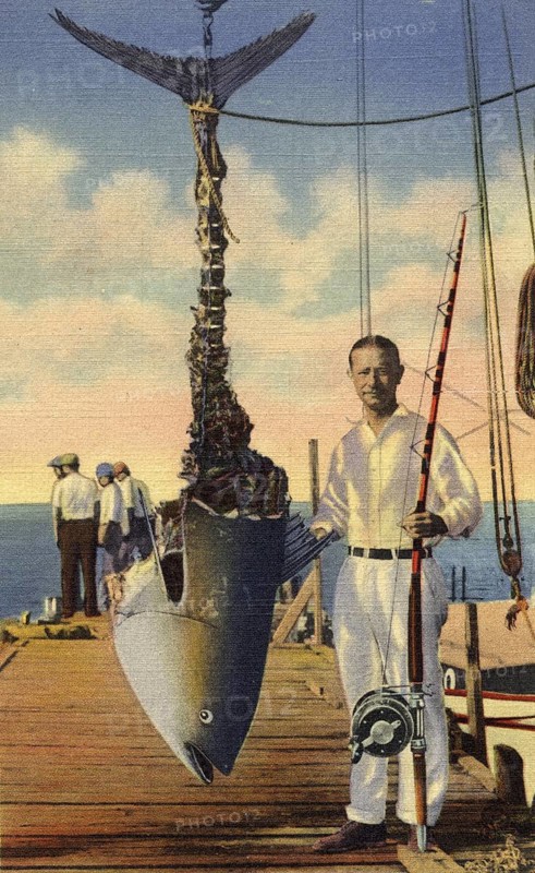 Sport fishing, sport fisherman, angler, Atlantic bluefin tuna (Thunnus thynnus) caught between Miami and the Bahamas. Almost completely eaten by the tiger shark (Galeocerdo cuvier) during transport. ca. 1920s