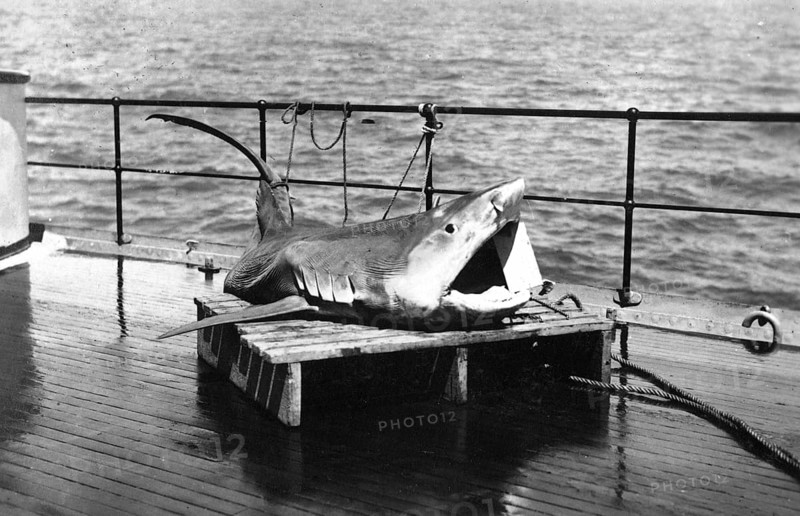 Sailors with a captured shark, presumably a tiger shark (Galeocerdo cuvier) . 1930s, location unknown