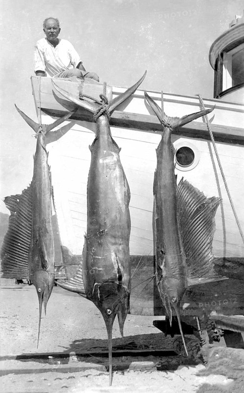 Striped marlin (Kajikia audax) and twice fanfish (Istiophorus platypterus), sport fishermen, Acapulco de Juárez, 1925 Mexico
