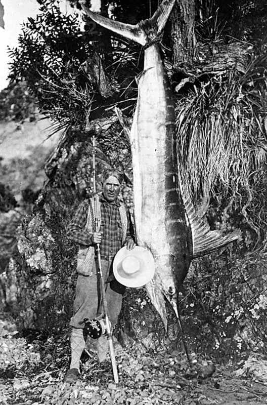 Striped marlin (Kajikia audax), 1930s, sport fisherman