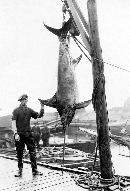 Swordfish (Xiphias gladius), ca. 1920s, Sicily, Italy