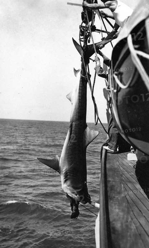 Sailors with a captured shark, presumably a tiger shark (Galeocerdo cuvier) . 1930s, location unknown