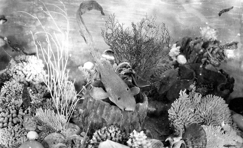 Museum installation, ca. 1920s, coral reef with various corals such as Acropora species and vase sponge. On display is a stuffed zebra shark (Stegostoma tigrinum), location unknown