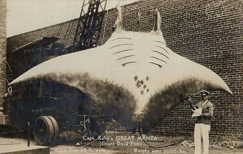 Harbour, fishing, fisherman standing in front of a giant manta ray (Mobula birostris), about 7 metres wide, weighing over 2500 kg, USA, ca. 1920