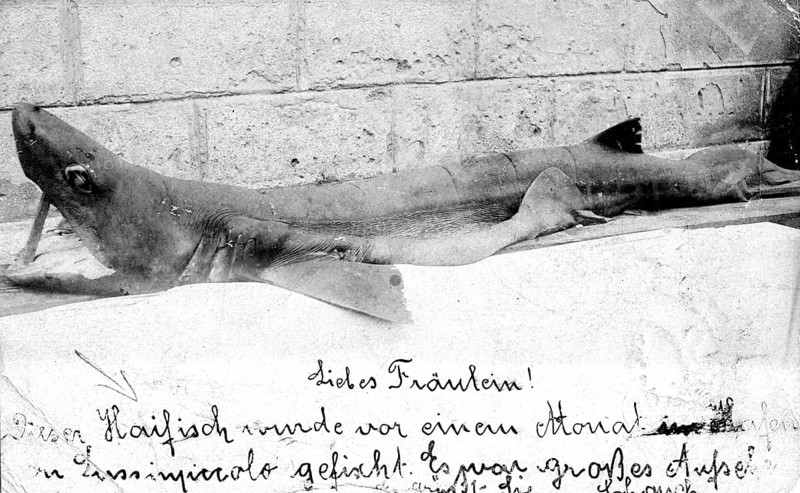 Shark with a letter to a young lady. Presumably a blue shark (Carcharhinus glaucusi, ca. 1930s, location unknown