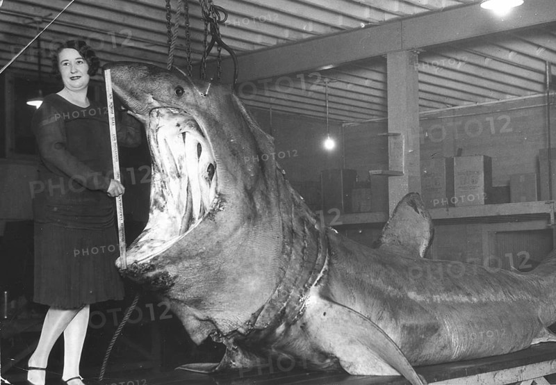 Woman posing with basking shark (Cetorhinus maximus), mouth being measured. USA 1920s