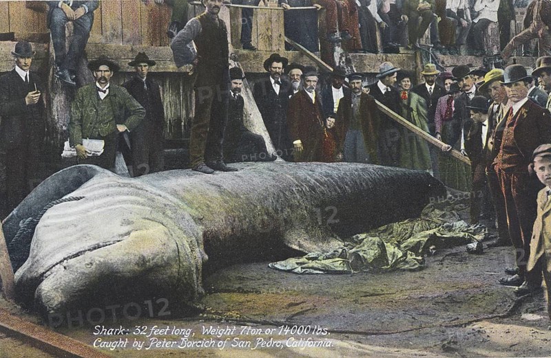Basking shark (Cetorhinus maximus), about 10 metres long and weighing 7 tonnes, caught in San Petro, California, ca. 1900