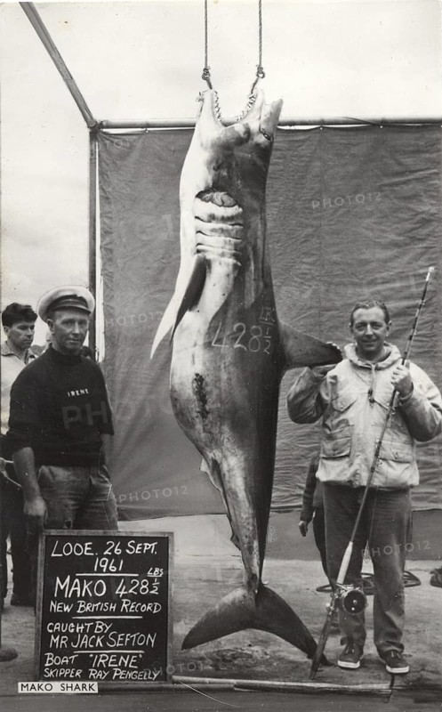 British record, fisherman Jack Sefton with large shortfin mako (Isurus oxyrinchus) 214 kg 26 Sept. 1961, England, Great Britain