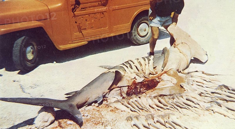 Sport fishing, sport fishermen, couple posing with caught and killed hammerhead shark. Great hammerhead (Sphyrna mokarran), female, pregnant. The belly was slit open and the young removed. Cruel, just over 40 dead shark babies. 1950s, Florida USA