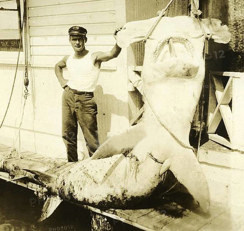 Fisherman posing proudly with his catch, Great hammerhead (Sphyrna mokarran), ca. 1930, Caribbean