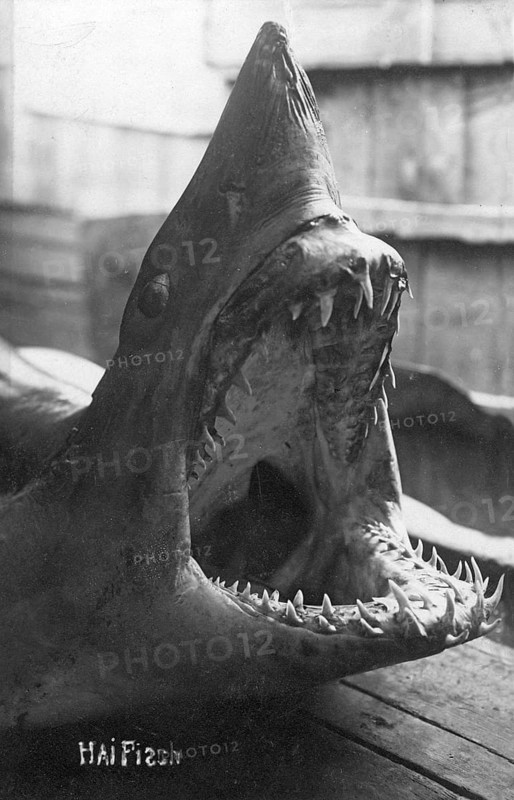 Mako shark (Isurus), exact species cannot be identified, dramatically laid out with open mouth, ca. 1920, location unknown